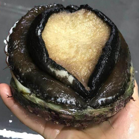 &#21326;&#20307;&#20250;&#104;&#116;&#104;